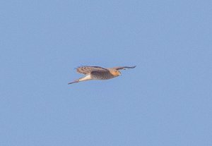 Eurasian Sparrowhawk