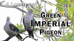 Green Imperial Pigeon pair, Borneo