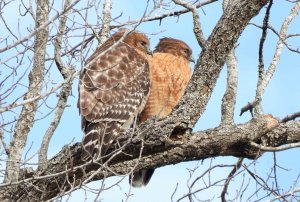 Red-shouldered Hawks.jpg