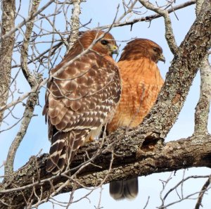 Red-shouldered Hawks