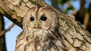 Tawny Owl (Strix Aluco) -canto-