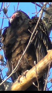 Turkey Vulture standing tall