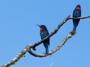 Black Bee-Eater.JPG