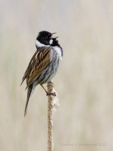 ReedBunting_MG_2625.jpg