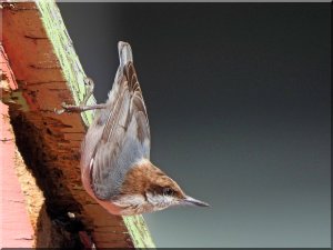 Brown-headed Nuthatch .jpg