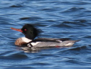 Red-breasted merganser