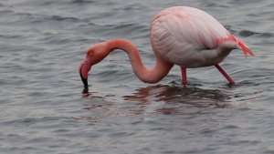 very pink flamingo