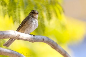 Spotted Flycatcher