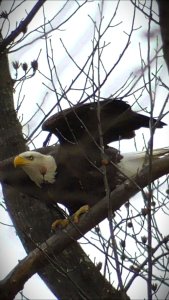 Bald Eagle in the backyard