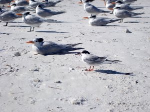 Royal Terns and a Forster's (?) Tern