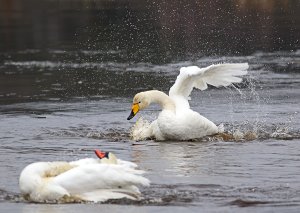 Angry Whooper and a laid back Mute