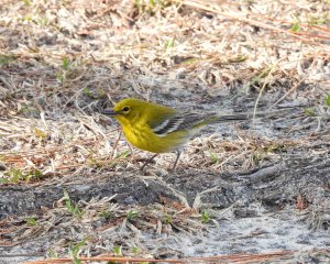 Pine Warbler