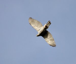 Female Goshawk