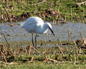 Little_Egret_MG_2978.jpg