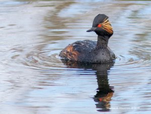 BlackneckedGrebe_MG_9080.jpg