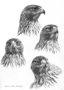 Bonelli`s eagle portraits