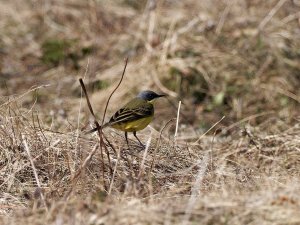 Yellow wagtail