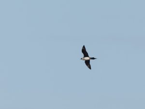 Arctic skua in flight