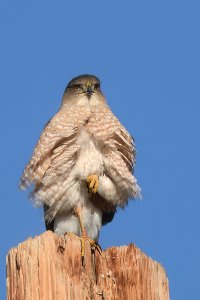 Cooper's Hawk