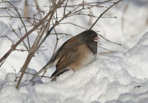 Seed hunting in the snow