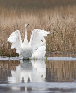 Whooper swan