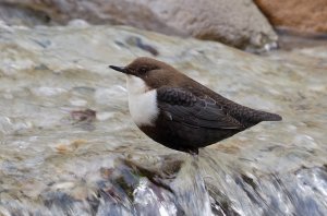 White-throated Dipper