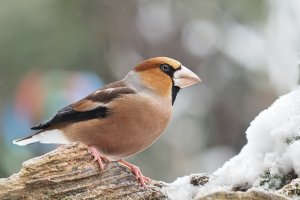 Birds in the snow, Part IV