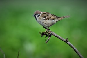 Tree Sparrow.