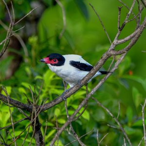 Black-tailed Tityra