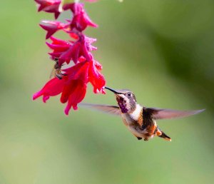 Magenta-throated Woodstar (juvenile male)