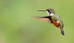 Magenta-throated Woodstar (female)