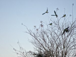 Nanday Parakeet on Campus (2)