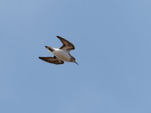 Temminck's stint (?) in flight