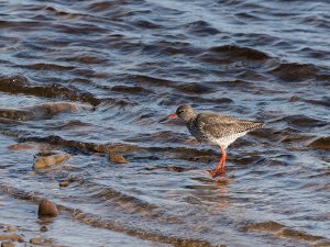 Common redshank