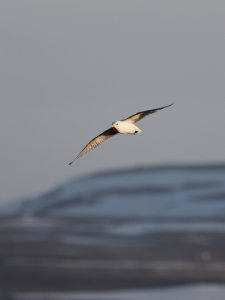 Kittiwake in flight