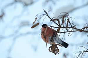 Bullfinch