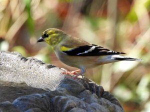 American Goldfinch