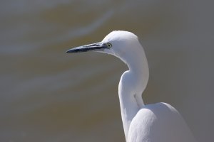 little egret