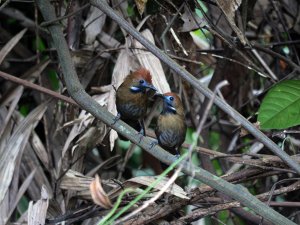 Fluffy-backed Tit-Babbler