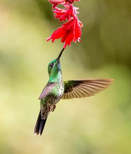 Green-crowned Brilliant (female)