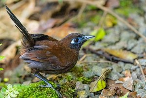 Zeledon's Antbird (female)