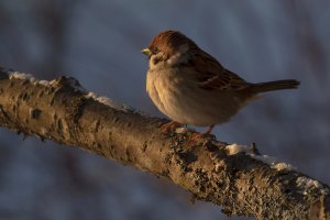 Tree Sparrow in evening light