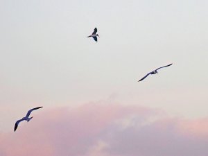 three terns