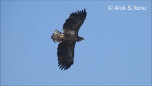 Raptor-151 : White-tailed Eagle : Sultan of Sultanpur- Aamazing Wildlife of India by Renu Tewari and Alok Tewari
