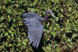 Little Blue Heron Wing