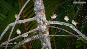 Common Sandpipers (Actitis hypoleucos), Borneo
