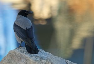 Common and neglected   Hooded crow