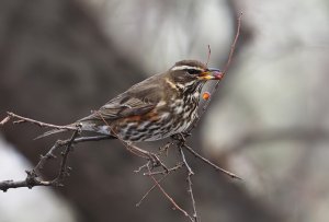 Redwing