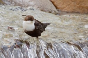 White-throated Dipper