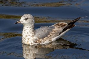 Common Gull